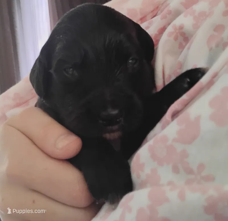 Brindle Golden Mountain girl #3 – Bernese Mountain Dog, Golden Retriever puppy for sale in Rubicon, WI