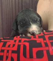 Morning Glory , a female Bernese Mountain Dog and Golden Retriever for sale in Rubicon, WI – 3 of 4