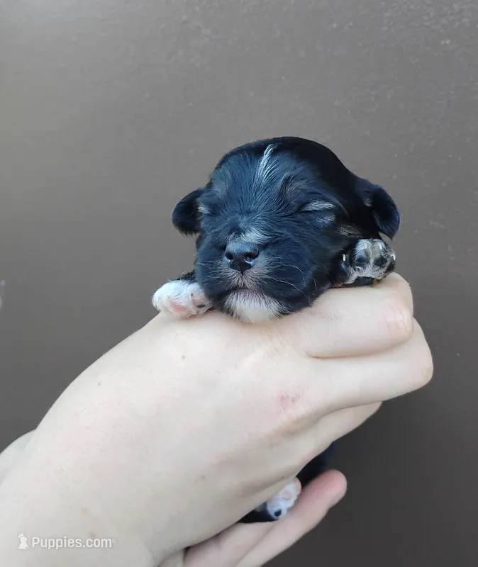 Beau  – Miniature Aussiedoodle puppy for sale in Rubicon, WI