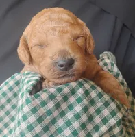 Aspen, a male Miniature Goldendoodle for sale in Rubicon, WI – 3 of 3