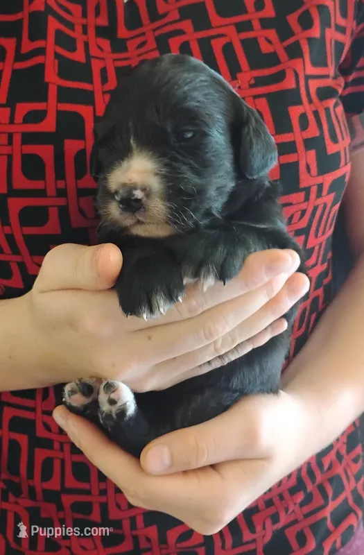 Morning Glory  – Bernese Mountain Dog, Golden Retriever puppy for sale in Rubicon, WI