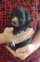 Morning Glory , a female Bernese Mountain Dog and Golden Retriever for sale in Rubicon, WI – 1 of 4