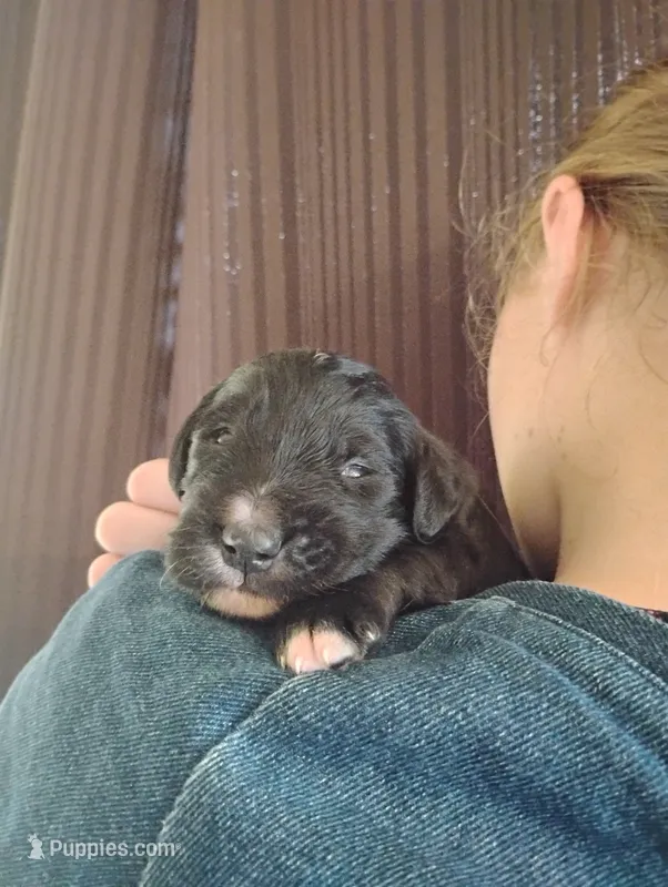 Golden Mountain boy #1 – Bernese Mountain Dog, Golden Retriever puppy for sale in Rubicon, WI