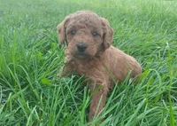 Aspen , a male Golden Retriever and Poodle - Miniature  for sale in Rubicon, WI – 2 of 4