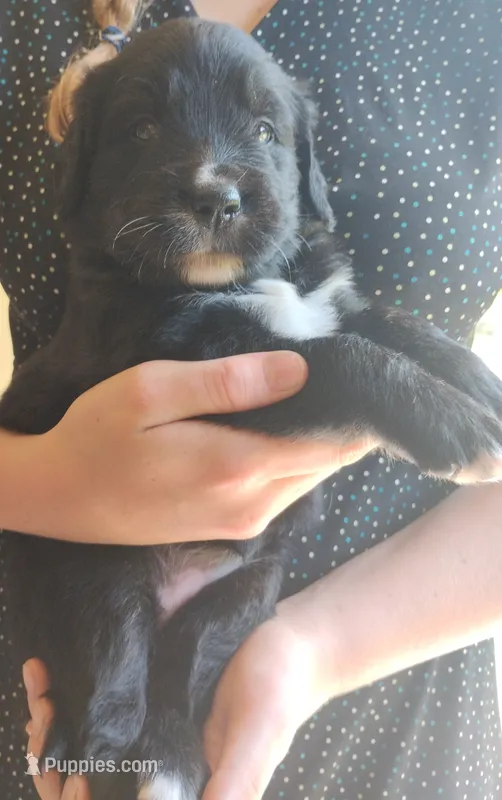 Bernese x Golden Retriever  – Bernese Mountain Dog puppy for sale in Rubicon, WI