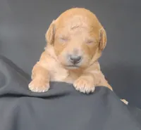 Lance, a male Miniature Goldendoodle for sale in Rubicon, WI – 4 of 4