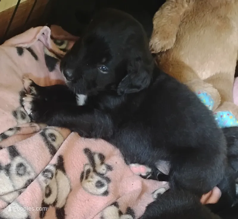 Rocky – Golden Mountain Dog puppy for sale in Rubicon, WI