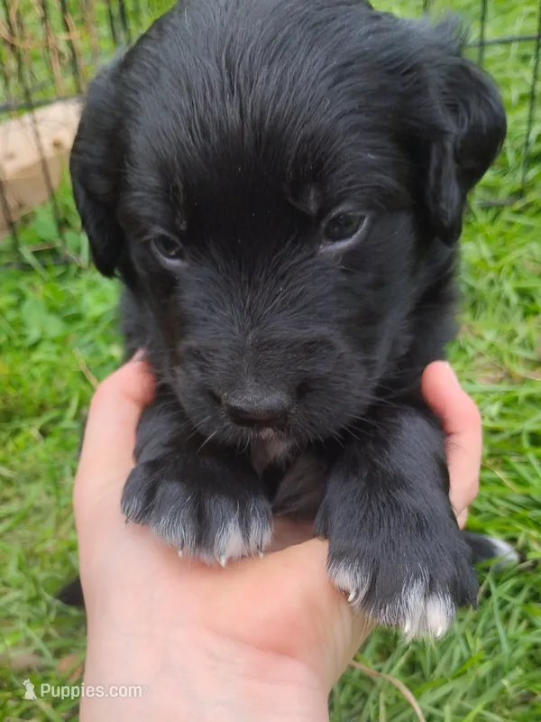 Azalea – Golden Mountain Dog puppy for sale in Rubicon, WI