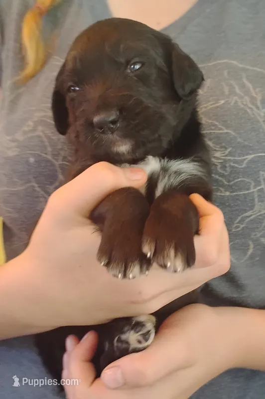 Azaleah – Golden Mountain Dog puppy for sale in Rubicon, WI