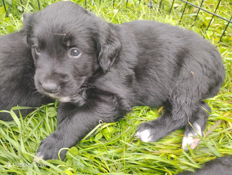 Azalea – Golden Mountain Dog puppy for sale in Rubicon, WI