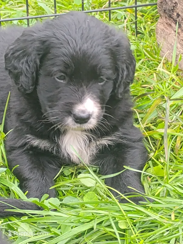 Morning Glory  – Golden Mountain Dog puppy on hold in Rubicon, WI