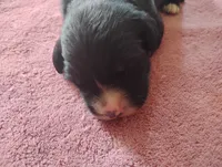 Golden Mountain girl #1, a female Golden Mountain Dog for sale in Rubicon, WI – 2 of 4