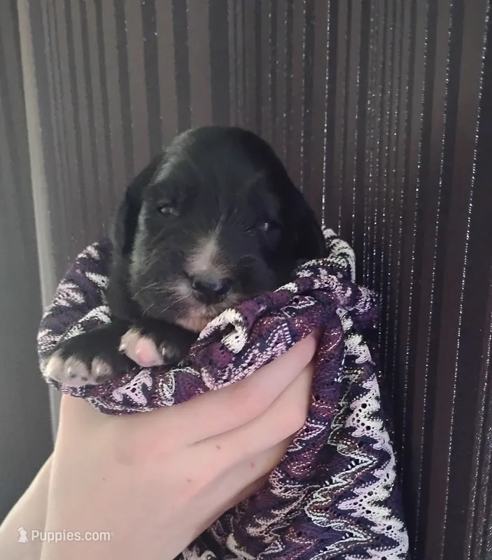 Daffodil (Brindle!) – Bernese Mountain Dog, Golden Retriever puppy for sale in Rubicon, WI