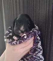 Golden Mountain girl #2, a female Golden Mountain Dog for sale in Rubicon, WI – 2 of 4