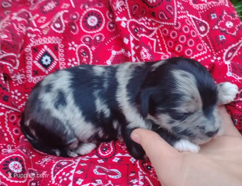 Gemma – Poodle - Toy , Miniature Australian Shepherd puppy for sale in Rubicon, WI