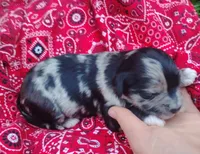 Gemma, a female Poodle - Toy  and Miniature Australian Shepherd for sale in Rubicon, WI – 1 of 2