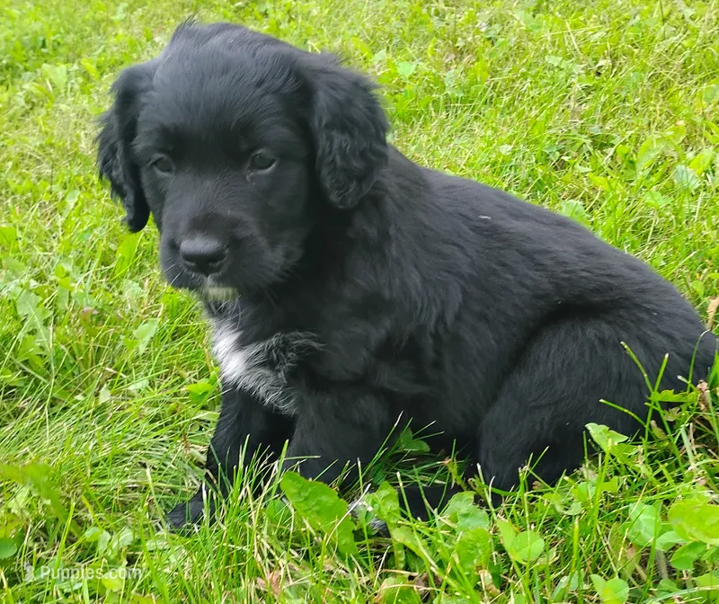 Golden Retriever x Bernese  – Golden Retriever puppy for sale in Rubicon, WI