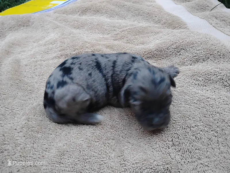 Cupcake – Miniature Aussiedoodle puppy for sale in Rubicon, WI