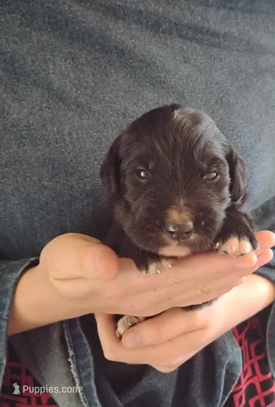 Golden Mountain boy #1  – Golden Mountain Dog puppy for sale in Rubicon, WI