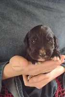 Rocket , a male Golden Mountain Dog for sale in Rubicon, WI – 1 of 7