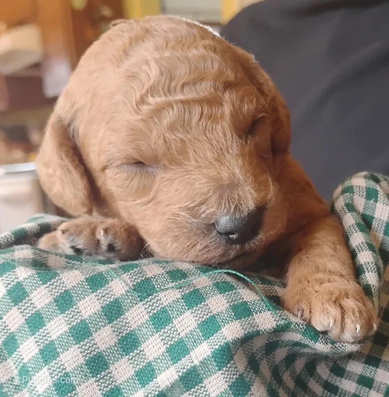 Aspen – Miniature Goldendoodle puppy for sale in Rubicon, WI