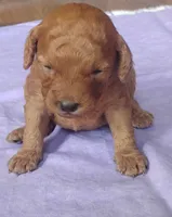 Sienna, a female Miniature Goldendoodle for sale in Rubicon, WI – 6 of 6