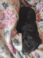 Golden Mountain boy #1 , a male Golden Mountain Dog for sale in Rubicon, WI – 2 of 6