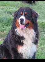 Golden Mountain girl #2, a female Golden Mountain Dog for sale in Rubicon, WI – 3 of 4