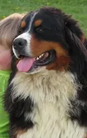 Brindle Golden Mountain girl #3, a female Bernese Mountain Dog and Golden Retriever for sale in Rubicon, WI – 5 of 5