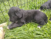 Bernese x Golden Retriever , a female Bernese Mountain Dog for sale in Rubicon, WI – 3 of 5
