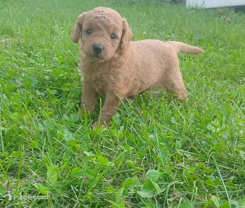Liberty – Miniature Goldendoodle puppy for sale in Rubicon, WI
