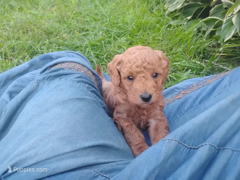 Aspen  – Golden Retriever, Poodle - Miniature  puppy for sale in Rubicon, WI