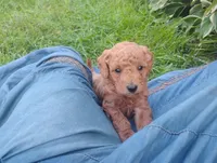 Aspen , a male Golden Retriever and Poodle - Miniature  for sale in Rubicon, WI – 1 of 4