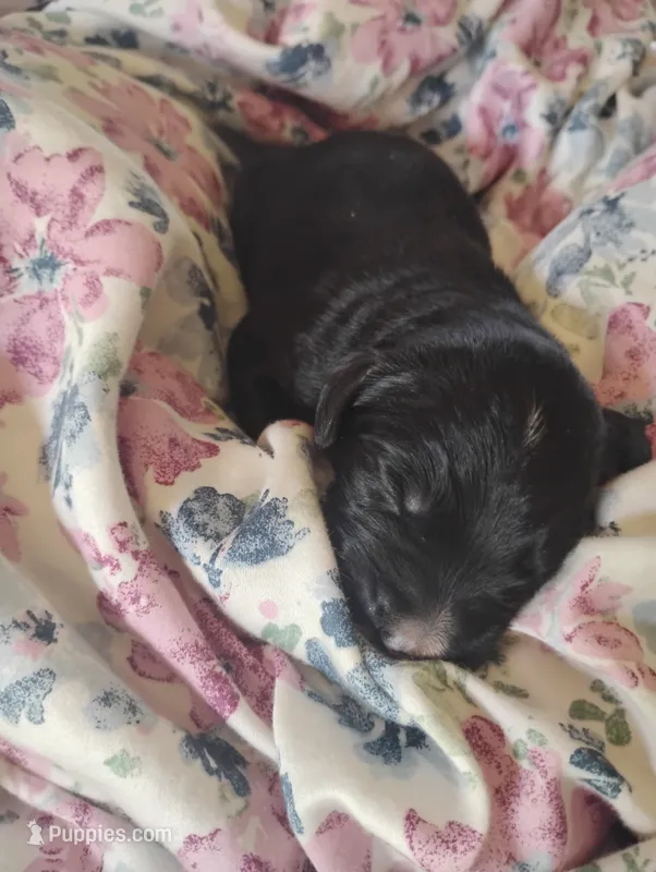 Golden Mountain boy #1  – Golden Mountain Dog puppy for sale in Rubicon, WI