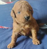 King , a male Miniature Goldendoodle for sale in Rubicon, WI – 4 of 6