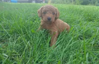 Aspen , a male Golden Retriever and Poodle - Miniature  for sale in Rubicon, WI – 3 of 4