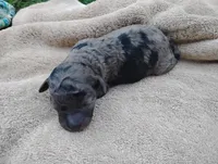 Lilah , a female Miniature Aussiedoodle for sale in Rubicon, WI – 1 of 2