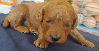 King , a male Miniature Goldendoodle for sale in Rubicon, WI – 2 of 6