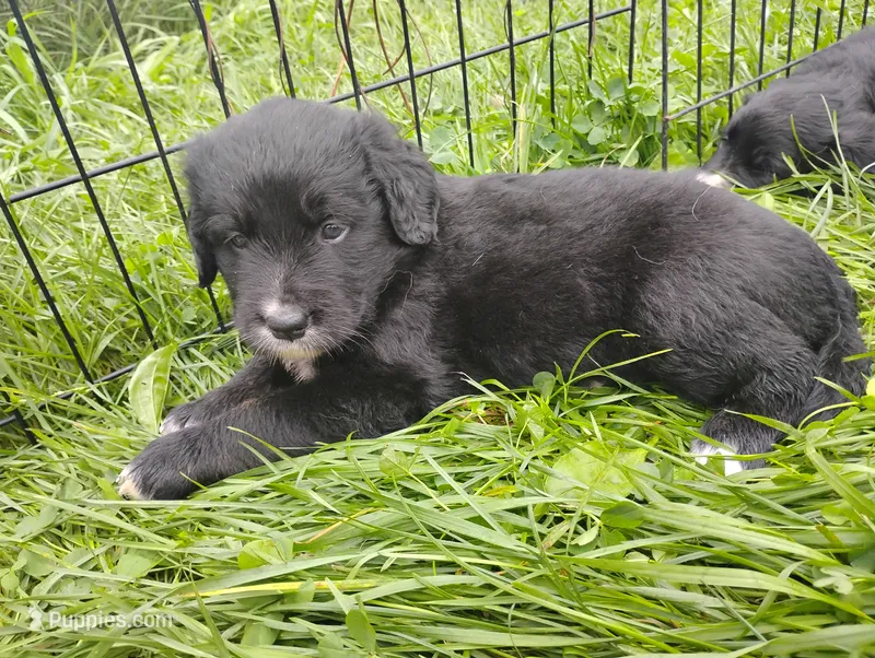 Bernese x Golden Retriever  – Bernese Mountain Dog puppy for sale in Rubicon, WI