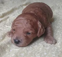 Joyce , a female Miniature Goldendoodle for sale in Rubicon, WI – 3 of 4
