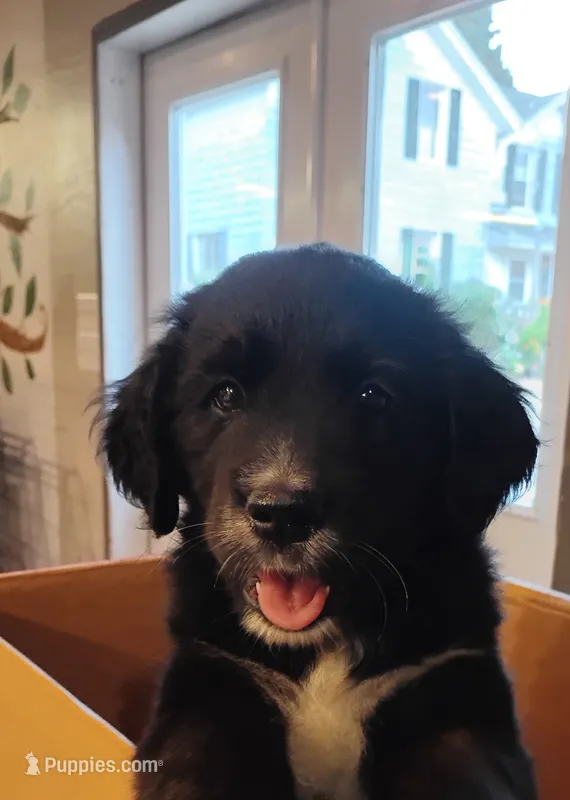 Daffodil (brindle!) – Golden Mountain Dog puppy for sale in Rubicon, WI