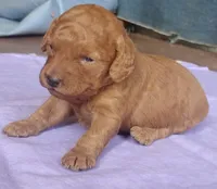 Sienna, a female Miniature Goldendoodle for sale in Rubicon, WI – 2 of 6