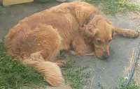 Azaleah- Golden Mountain girl #4, a female Golden Mountain Dog for sale in Rubicon, WI – 5 of 5