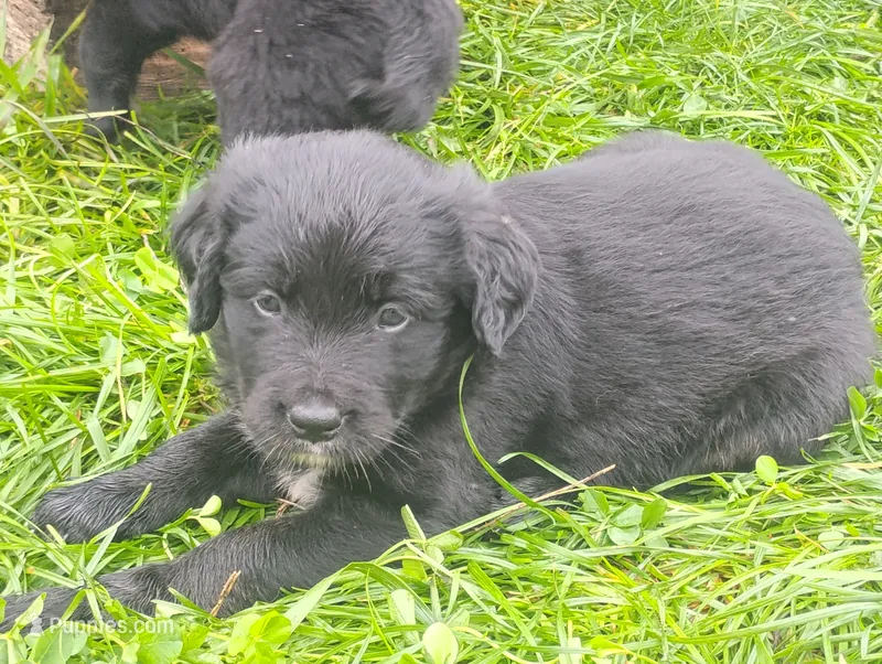 Hollyhock (Brindle!) – Golden Retriever puppy for sale in Rubicon, WI
