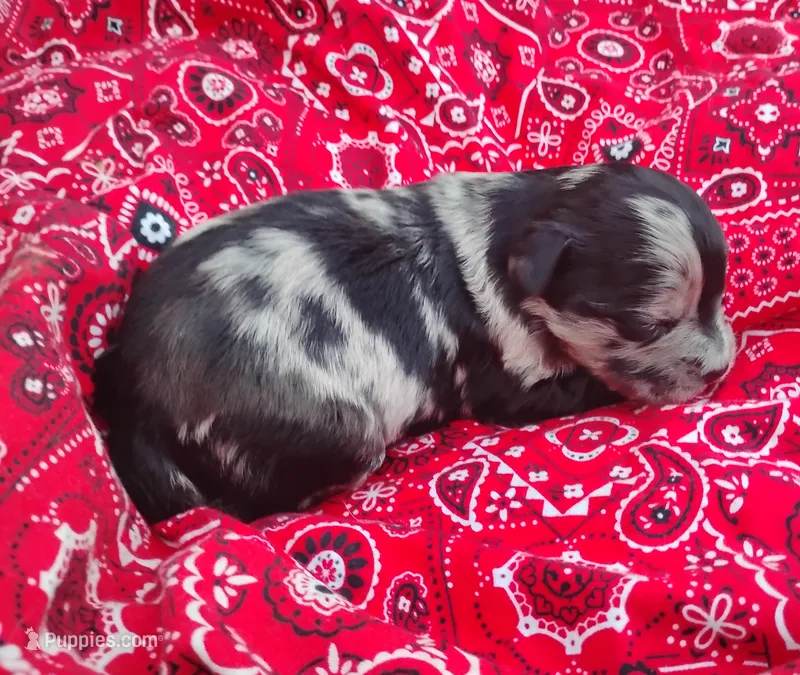  Bella – Miniature Aussiedoodle puppy for sale in Rubicon, WI