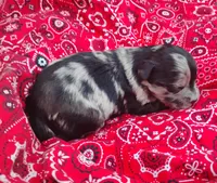  Bella, a female Miniature Aussiedoodle for sale in Rubicon, WI – 1 of 3