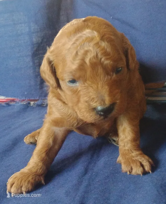 King  – Miniature Goldendoodle puppy for sale in Rubicon, WI