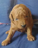 King , a male Miniature Goldendoodle for sale in Rubicon, WI – 1 of 6