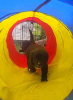 Bernese x Golden Retriever , a female Bernese Mountain Dog for sale in Rubicon, WI – 2 of 5