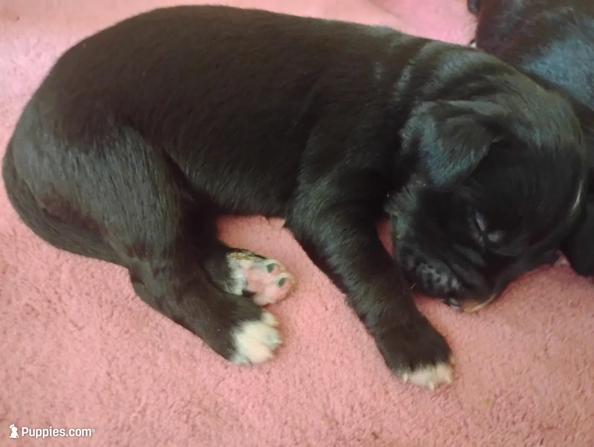 Rocket , a male Golden Mountain Dog for sale in Rubicon, WI – 5 of 7